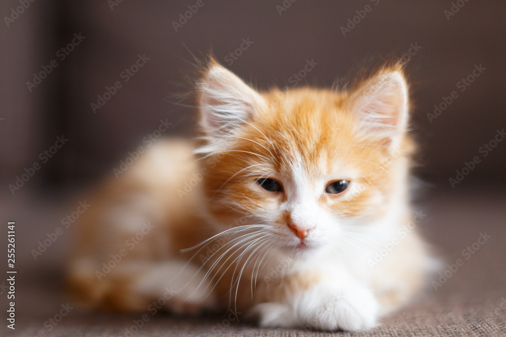 Cropped photo of small cute sleepy ginger cat, red and white color fluffy kitten is resting/ sickly cat, you need to show the vet, selective focus on kitty, domestic animals concept.