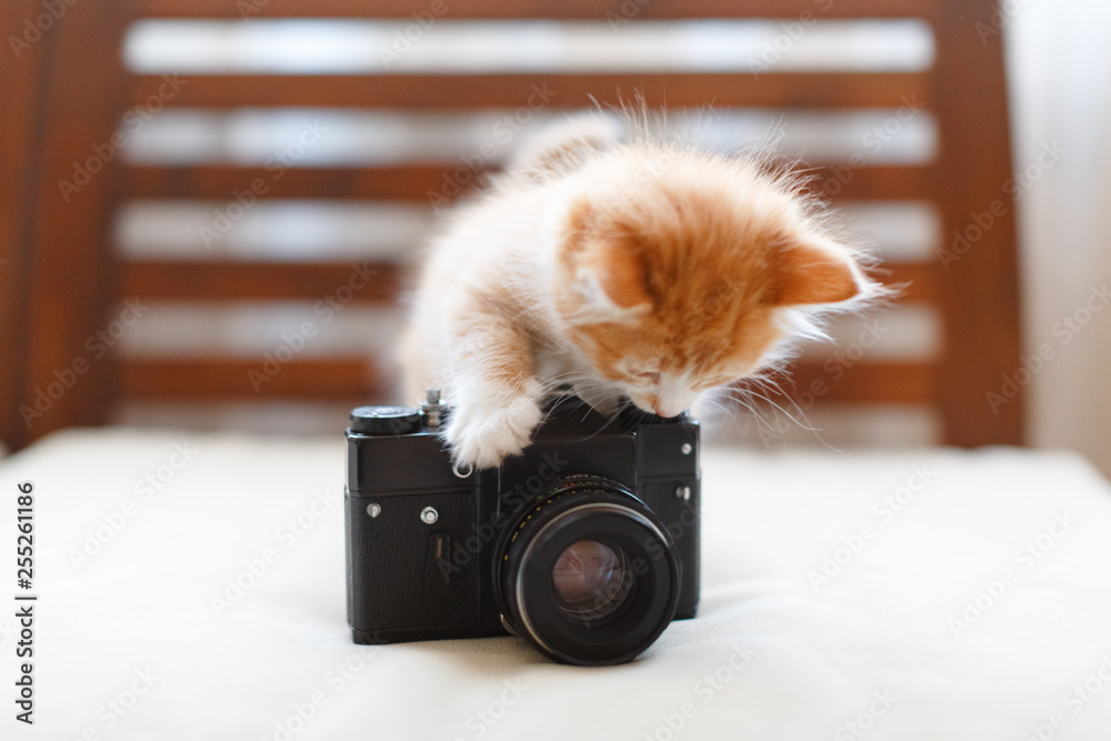 Little adorable sunny fluffy cute ginger cat plays with a vintage camera,  front view/ light photography, kitty checks whether the lens cap is  removed, handsome tabby kitten, domestic animals concept. Stock Photo