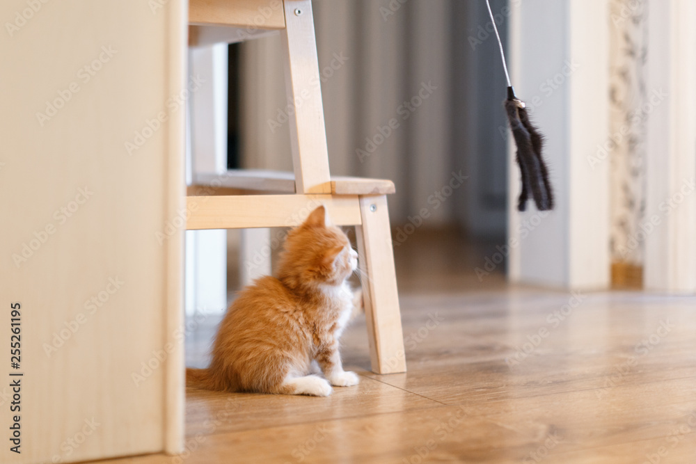 Indoor photo of little adorable sunny fluffy cute ginger cat sitting on the parquet floor and plays with a fur toy for cats, side view/ handsome cheerful tabby kitten, domestic animals concept.