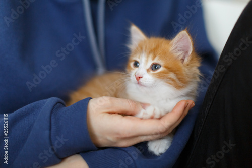 Fotografie Close up photo of cute little ginger kitten with blue eyes sitting on the palm of girl hand, tired after active play, front view/handsome red and white kitty, selective focus, pets and care concept