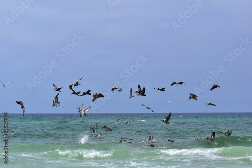 group of pelicans and seagulls feeding off the coast of florida