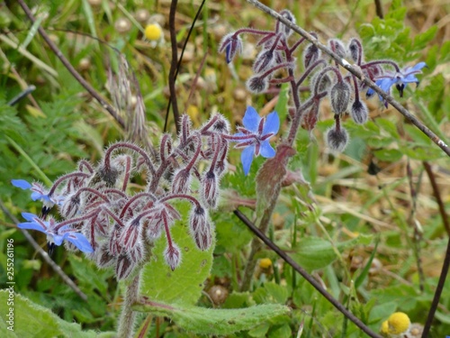 fiori