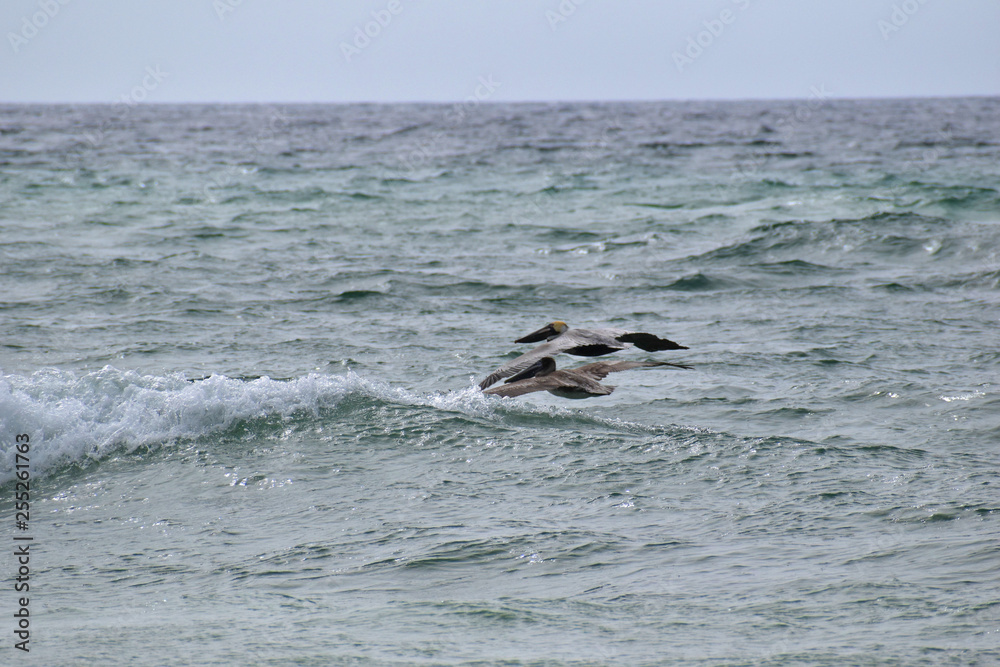 brown pelican flying over waves on the beach brown pelican flying over waves on the beach