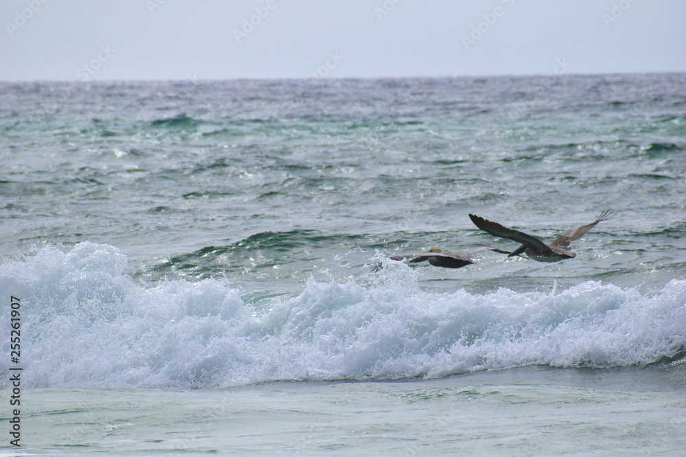 Fototapeta premium brown pelican flying over waves on the beach