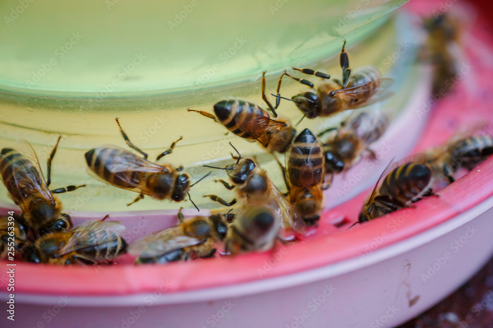 bees on a drinking bowl with sweet water. Feeding of bees during the absence of honey collection. Bees close-up on a jar of water and yellow syrup. bees on a drinking bowl with sweet water. Feeding of bees during the absence of honey collection. Bees close-up on a jar of water and yellow syrup.
