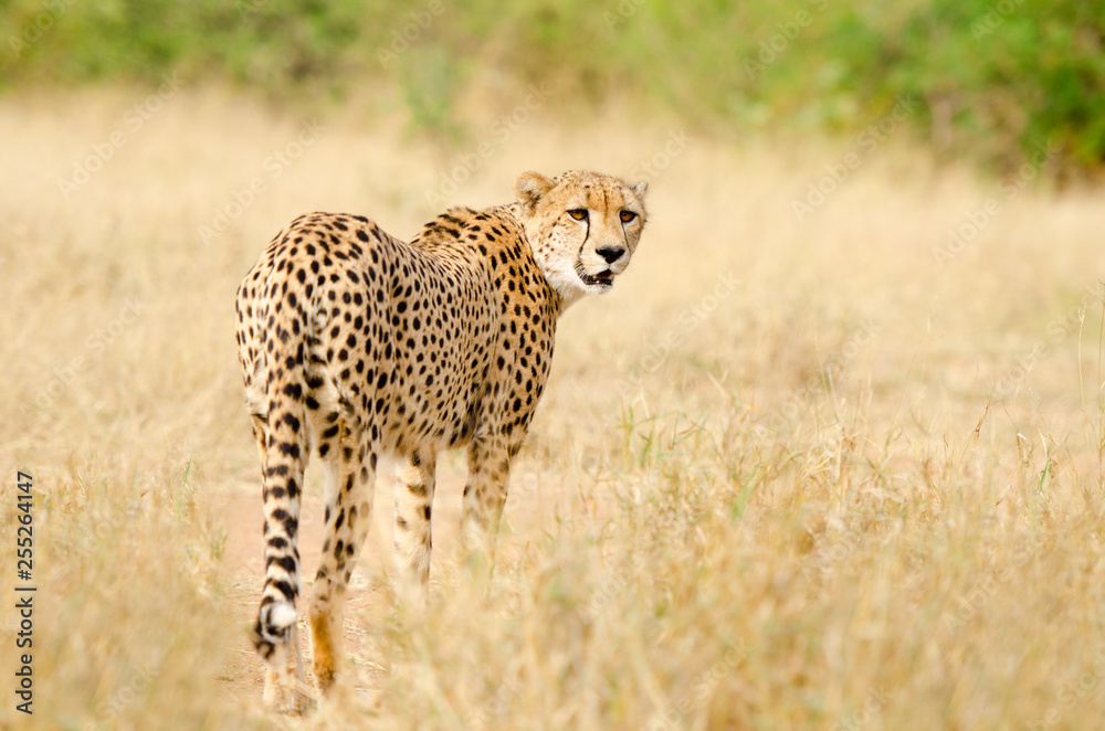 Cheetah Walking in a South Africa Savannah, Kruger National Park Cheetah Walking in a South Africa Savannah, Kruger National Park