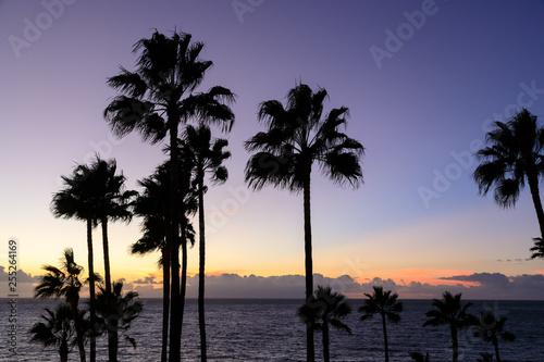 Palm trees against a deep blue sunset
