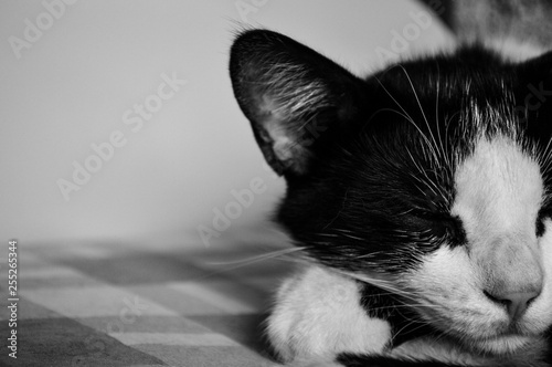 Gato dormindo photo