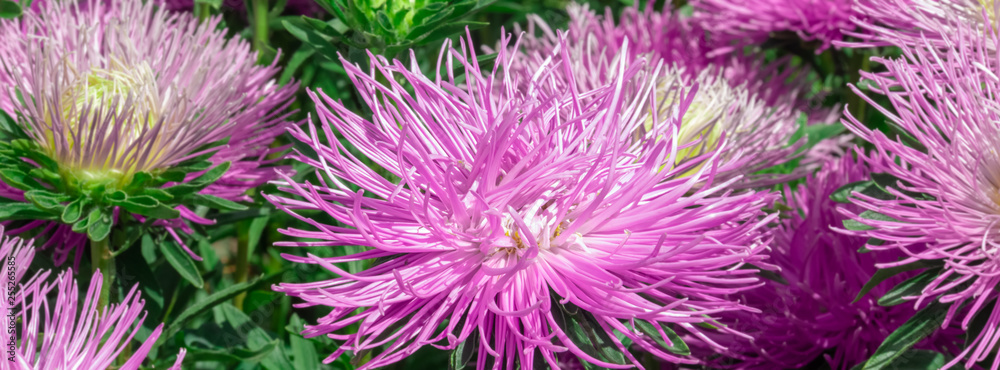 Beautiful flowers of asters on a flower bed.