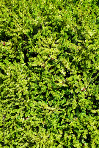 Texture background of green leaves and branches of Araucaria