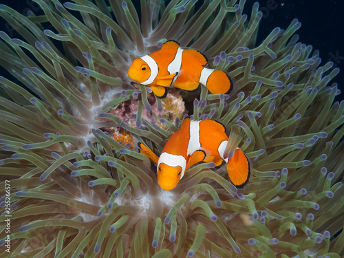 Anemone Clown Fish Couple with Eggs