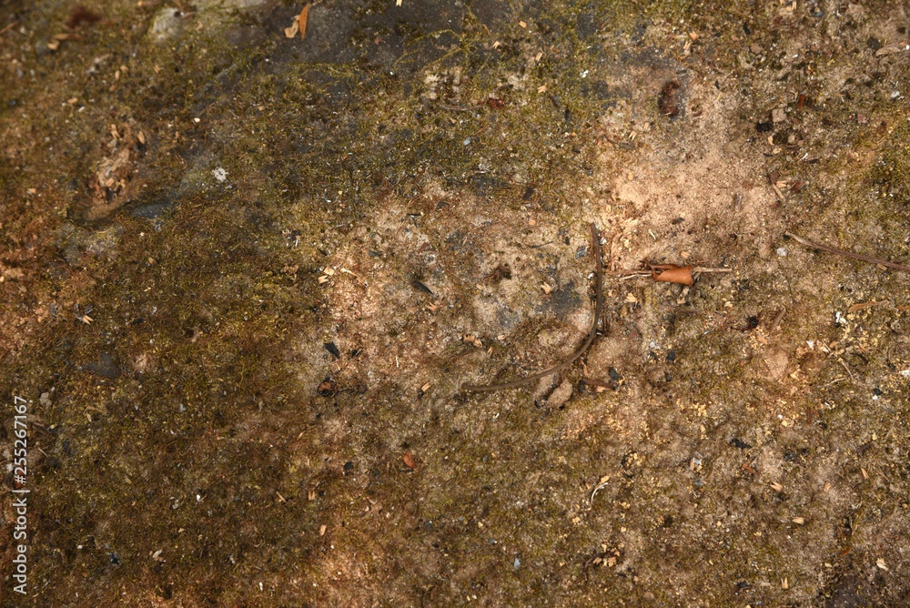 dry moss on stone in nature texture and background dry moss on stone in nature texture and background