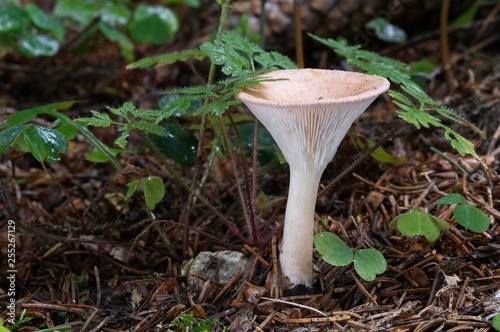 Funnel mushroom Clitocybe gibba in the old spruce forest. Natural environment, edible fungus. photo