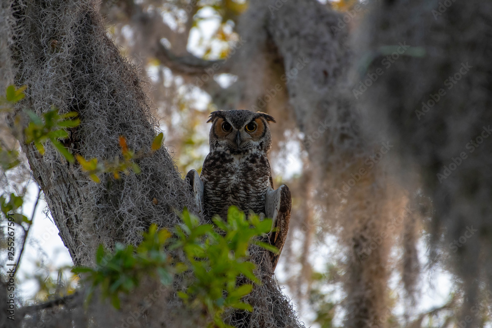 Male great horned owl perched in a tree watching over his new baby twin owls Male great horned owl perched in a tree watching over his new baby twin owls