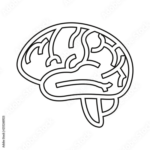human brain organ
