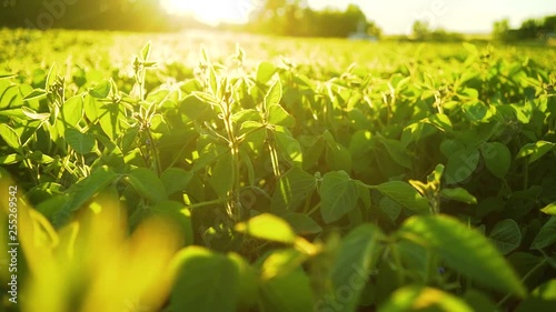 Soybean bloom at sunset close up. Agricultural soy plantation background.