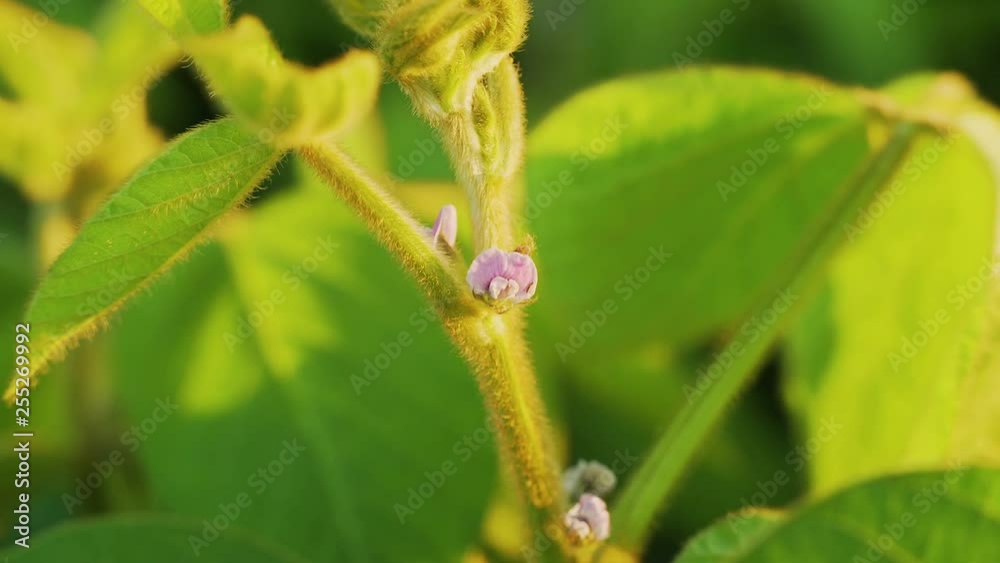 Soybean bloom at sunset close up. Agricultural soy plantation background. Soybean bloom at sunset close up. Agricultural soy plantation background.