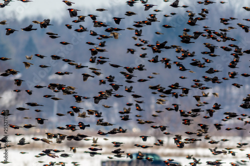Red Winged Blackbird (Agelaius phoeniceus) migration flies in amazing formation over farmlands on a late winter morning