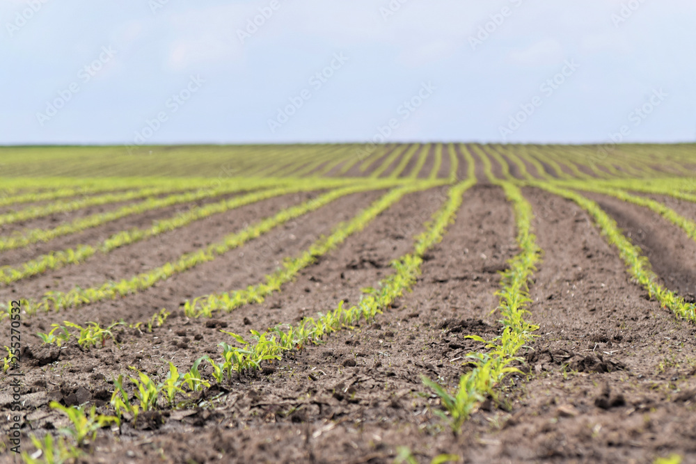 Young green corn farm in springtime Young green corn farm in springtime