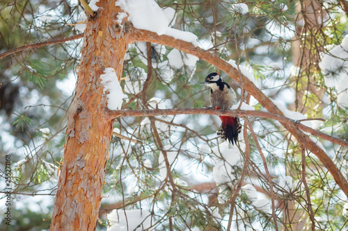 Fotografie hungry wild bird woodpecker on a tree in spring forest