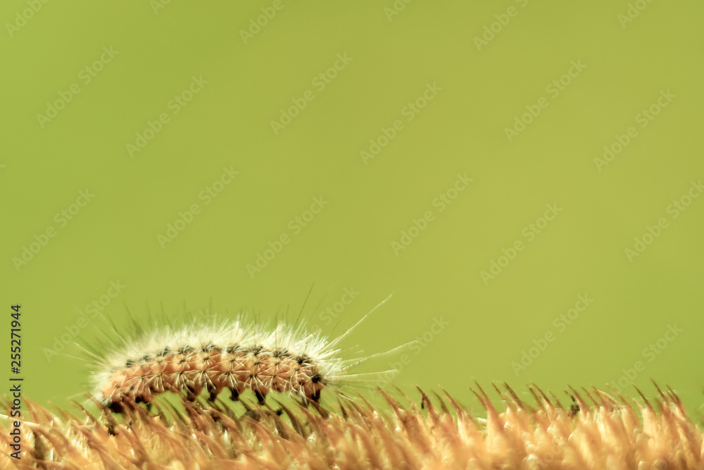 funny hairy caterpillar close - up crawling on a yellow dry blade of grass on a bright green background on a bright Sunny day. Soft focus and copy space funny hairy caterpillar close - up crawling on a yellow dry blade of grass on a bright green background on a bright Sunny day. Soft focus and copy space