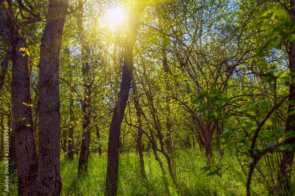 Obraz premium fresh nature with sunlight in the forest 