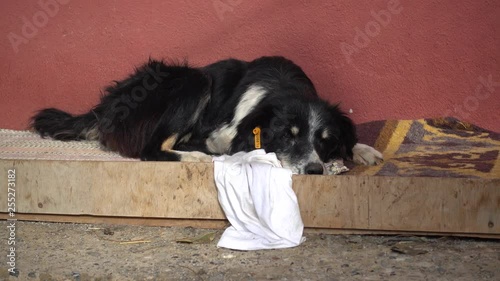 4K Old dog with sad eyes on its bedding photo