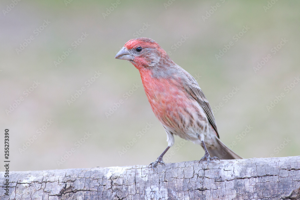 House finch perched on a trunk backyard home feeder outside House finch perched on a trunk backyard home feeder outside