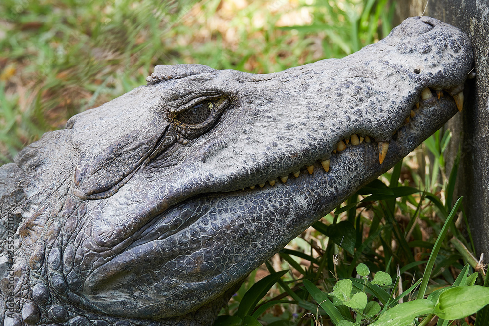 Close up of Head of a huge Black Caiman Alligator. Guyana South America  Stock-Foto | Adobe Stock
