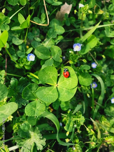 Foto portafortuna coccinella sul quadrifoglio