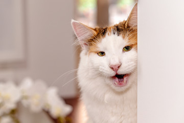 Acrylglasbilder Tierarzt Norwegische Waldkatze bereit zum Spielen  © Jackson Photography