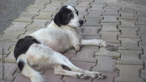 4K Poor cripple dog with stump instead of its foreleg