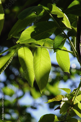 Spring Walnut Tree Leaves