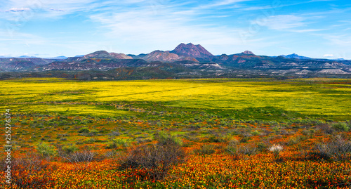 Super bloom desert wildflowers landscape panorama