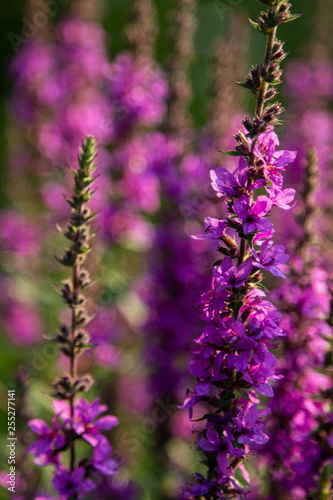 Purple Flowers in a field of other flowers