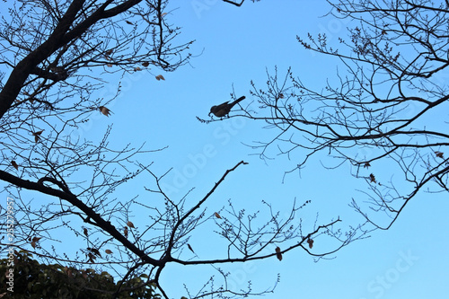 나무가지에 앉은 새