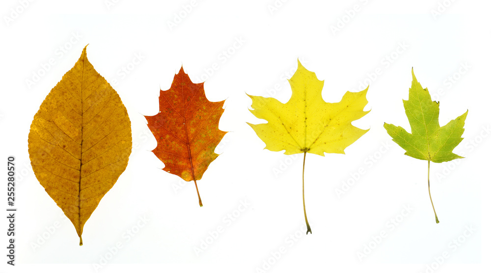 colorful autumn leaves isolated on white background colorful autumn leaves isolated on white background