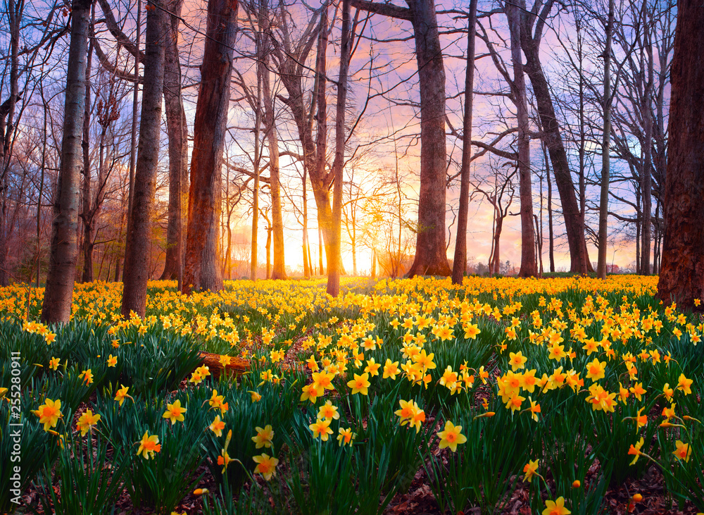 Daffodils in forest - obrazy, fototapety, plakaty 