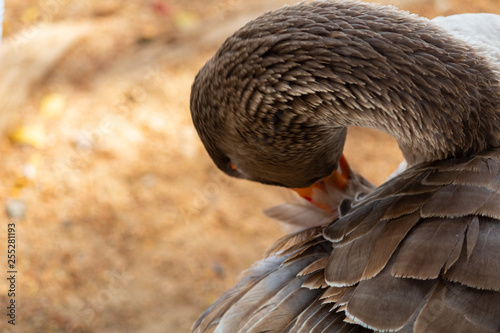 Brown colored duck grooming feathers with his beak © Antonio Tanaka