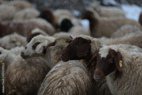 Flock of sheep .Kars © murat