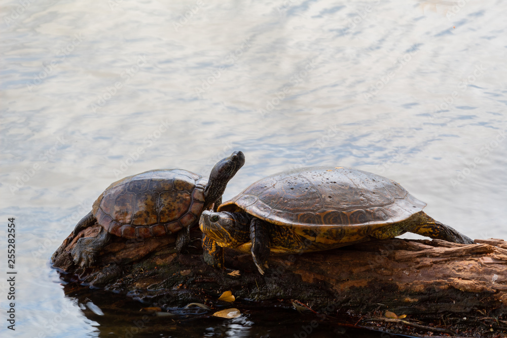 Obraz premium Two river turtles resting on a log over the water