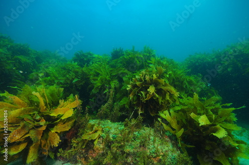 Flat rocky reef with areas of dense kelp forest and relatively barren surfaces covered with just scarce short algae.