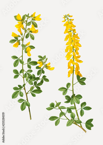Black broom flowers