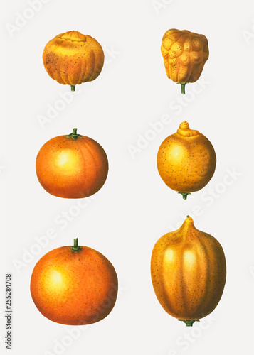 Various oranges