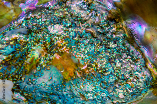 The Inside Colorful Abelone Shell 