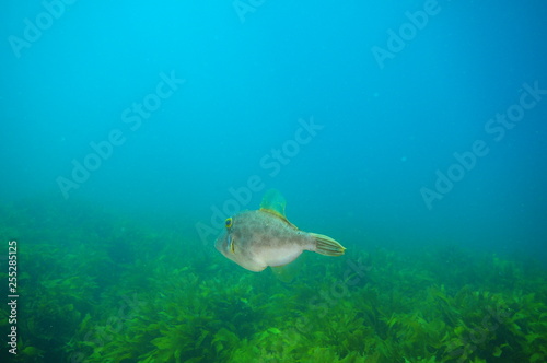 Fotografie New Zealand triggerfish Parika scaber swimming away from camera above fields of kelp Ecklonia radiata