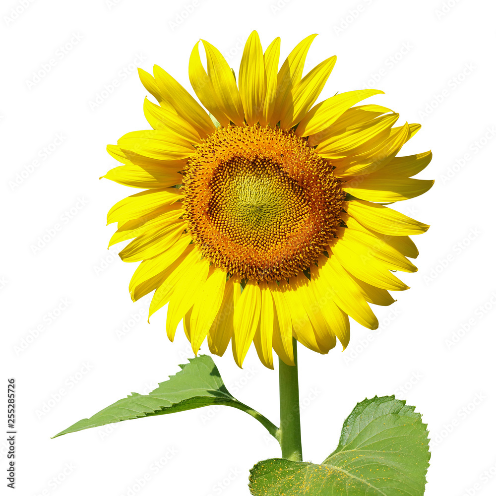 Obraz premium sunflower isolated on white background