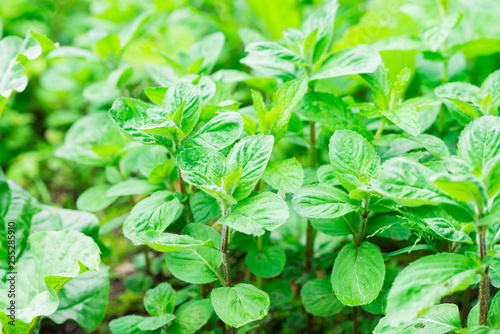 Closeup of growing mint