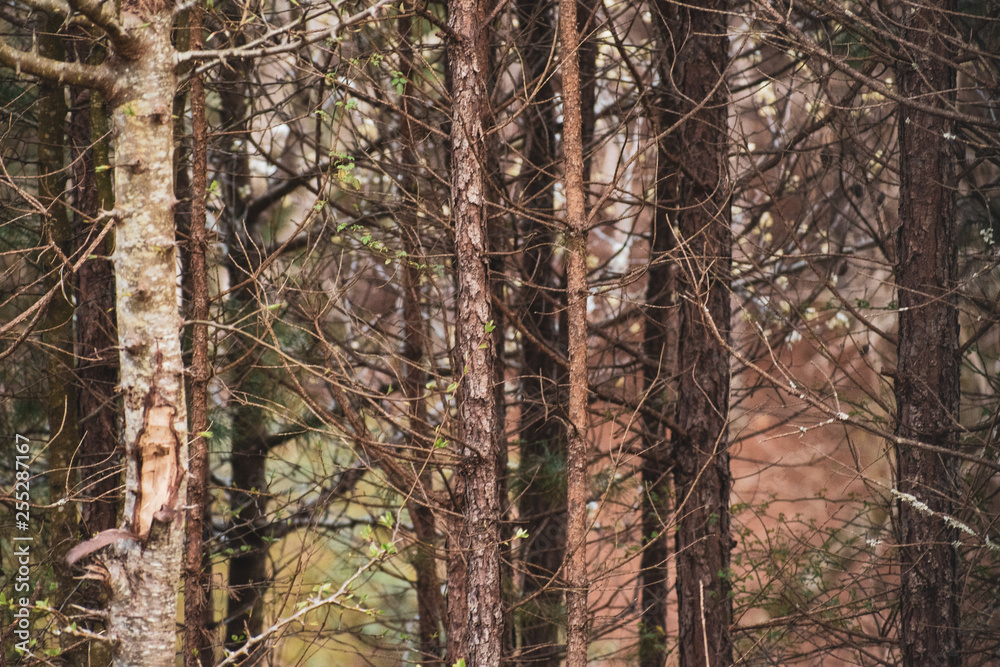 Fototapeta premium Crowded forest covered in small trees