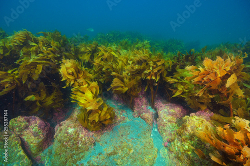 Rocks protruding from sandy bottom covered in dense kelp forest of brown seaweed Ecklonia radiata.